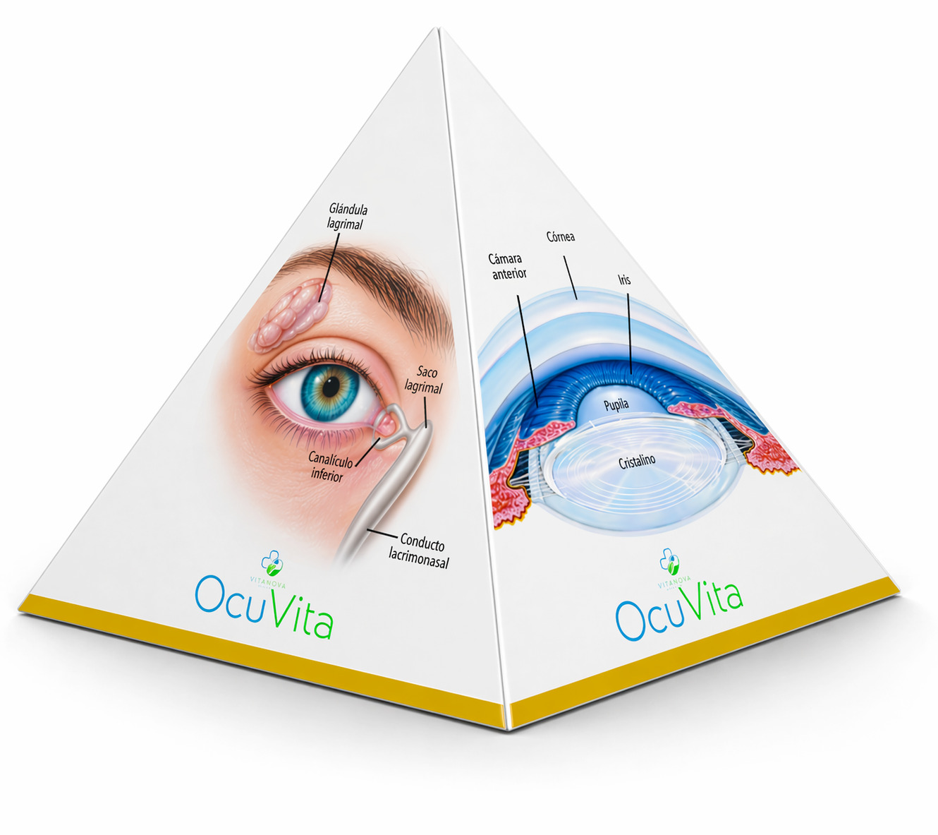 Eye anatomy pyramid visual aid